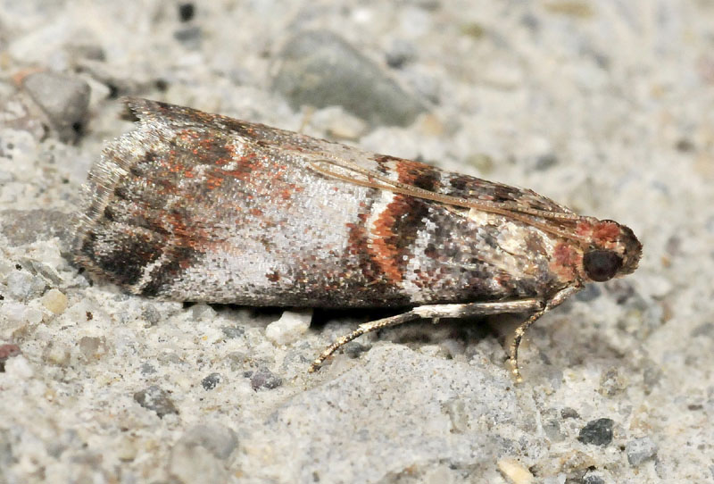 Pyralidae - Acrobasis advenella